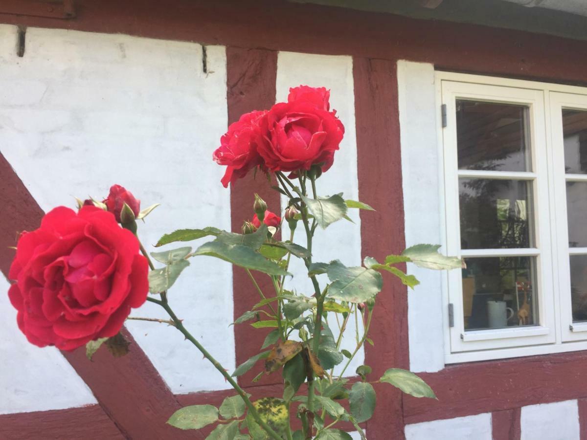 Rosenlund Bed & Breakfast Skovsgårde Zewnętrze zdjęcie